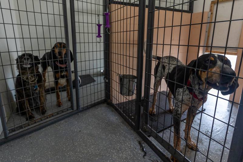 (Dogs) Taft, Lou and Banjo sit in Kennels on Friday, June 27, 2025 at Loch Countryside Kennel in Peru.