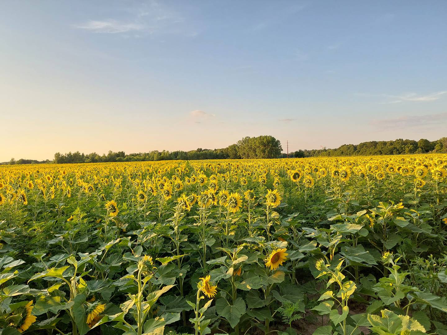A vast field of sunflowers bloom Thursday, July 6, 2023, at Matthiessen State Park. The sunflowers are planted every year and bloom in July.