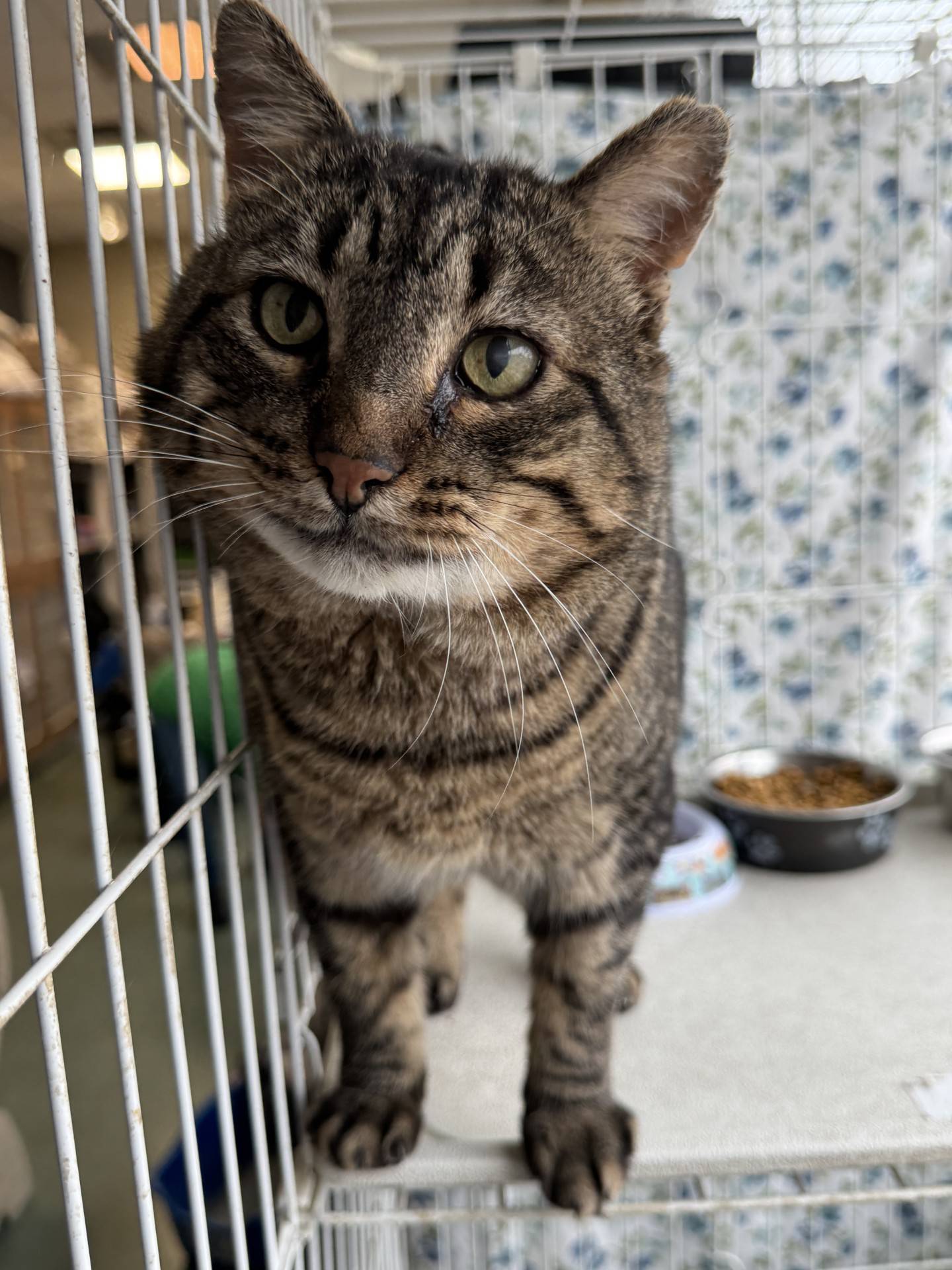 Four-year-old Aries is a rescued stray. Aries is calm, friendly, gentle, and just wants to be loved. He warms up to people quickly and moves closer for pets and attention. He is FIV-positive and must be the only cat in a home or live with other FIV-positive cats. Aries will make an affectionate and devoted couch companion. To meet Aries, email Catadoptions@nawsus.org. Visit nawsus.org.