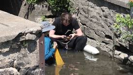 Kankakee River mussels captured, moved