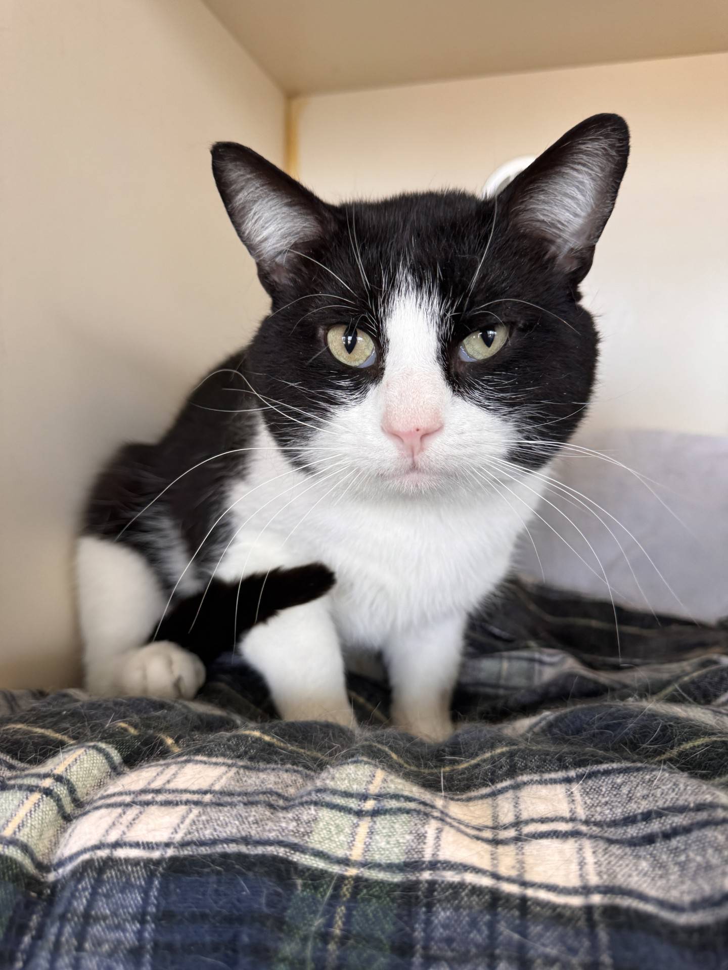 Champagne is a sweet and gentle 2-year-old domestic shorthair that was found as a stray. He loves to sit in his cubby bed high in his kitty condo and can easily be missed; he doesn’t draw attention to himself, so potential adopters might overlook him. Once people pet pet him, he makes biscuits and turns on his little purr motor. Champagne has the potential to be a lovable and devoted companion. To meet Champagne, email Catadoptions@nawsus.org. Visit nawsus.org.