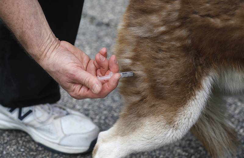 Veterinarian Peter Kennedy gives a dog a rabies shot during a rabies vaccine event on Tuesday, April 16, 2024, at the McHenry County Animal Control and Adoption Center, in Crystal Lake. Two more low-cost rabies vaccination clinics will be offered on May 14th, and May 21st. The clinics are by appointment only, and registration is available online at bit.ly/MCAC-clinics.