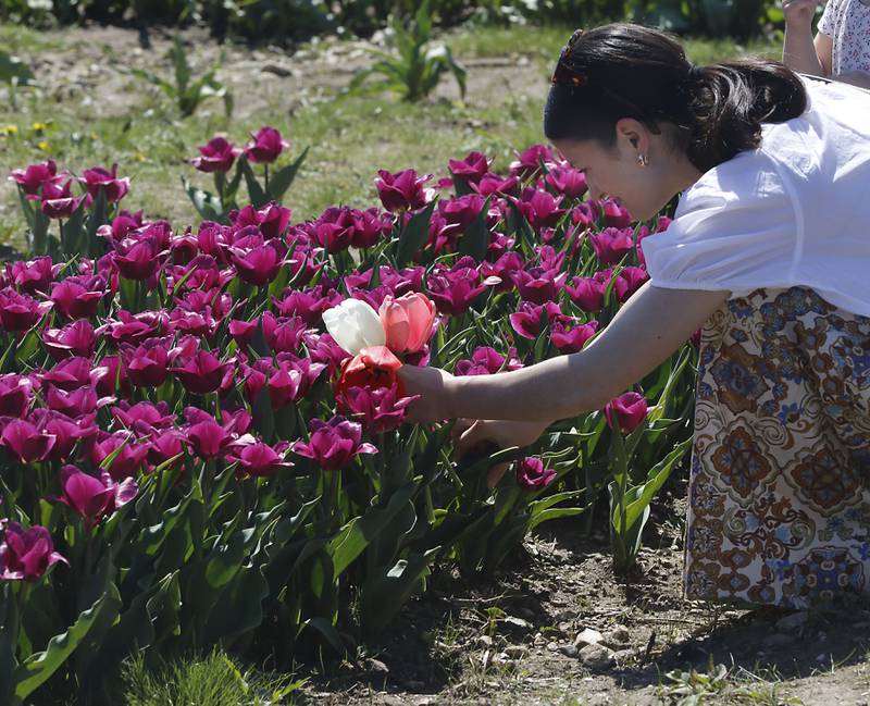 Marlena Brinkmann,of Spring Grove, cuts a bouquet of tulips during the Earth Day opening of the  Richardson Farm Tulip Festival on Wednesday, April 22. More than 1 million vibrant flowers in over 75 varieties will be in bloom. About 350,000 new tulip bulbs were planted in the fall of 2025 in a butterfly pattern near a private lake on the property, said George Richardson. Hours are 10 a.m. to 6:30 p.m. The festival typically lasts for two to three weeks, depending on the blooms.