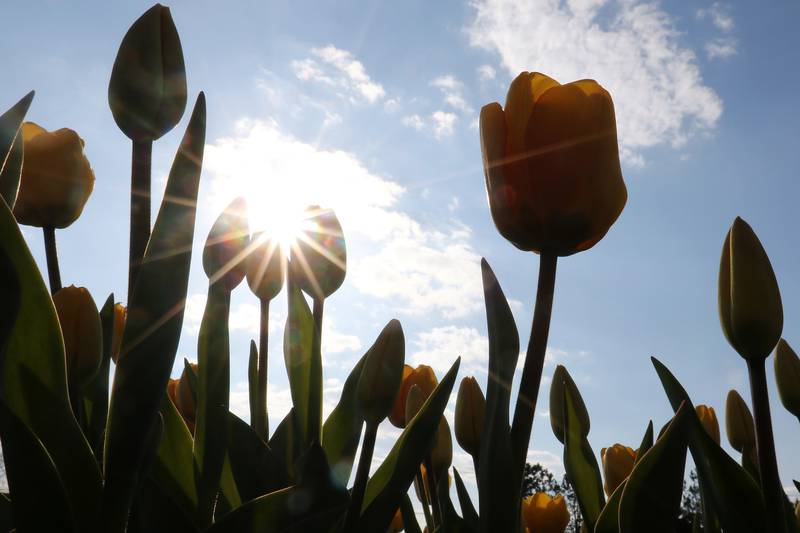 Tulips are in bloom for the Richardson Adventure Farm's Tulip Festival on Thursday, April 22, 2021, in Spring Grove.