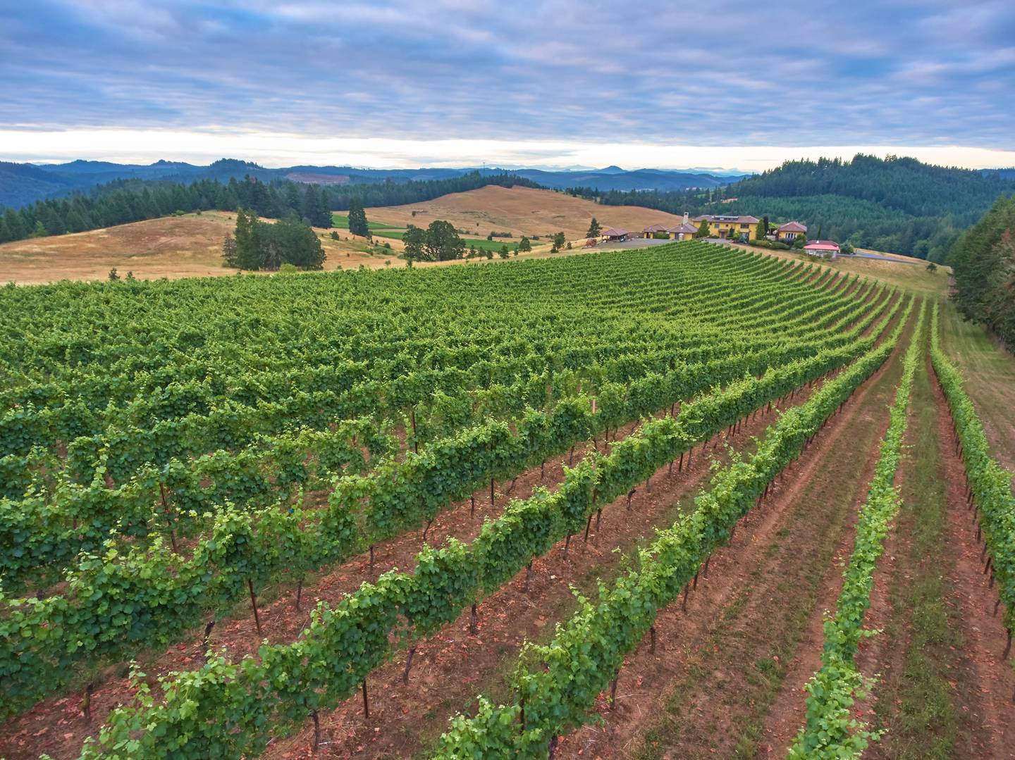 Aaron Lieberman is winemaker at Iris Vineyards in Oregon.