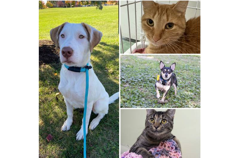 The Herald-News presents this week’s Pets of the Week. Read the description of each pet to find out about it, including where it can be adopted in Will County.