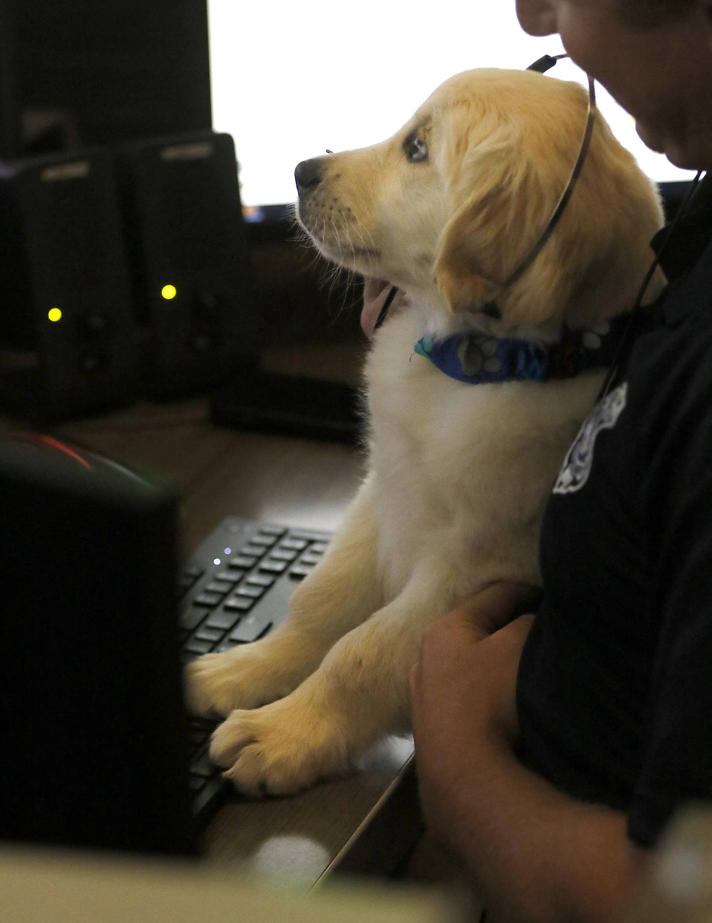 Oakley, le nouveau chien de thérapie du département de police de McHenry, regarde un écran et le chien interagit avec les répartiteurs le jeudi 4 août 2022, au département de police de McHenry.