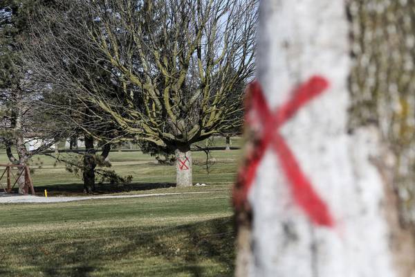 Yorkville spending $50,000 to remove trees from park for safety reasons