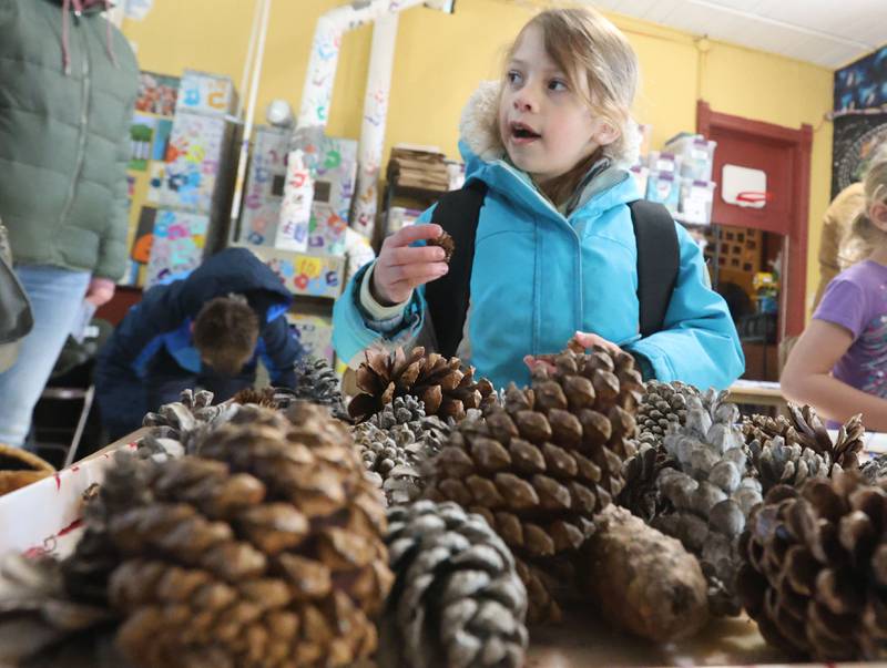 Brinley Phillips of Peru, picks out a pinecone for a craft project during the Lowaneu Cub Scout Yukon on Saturday, Jan. 31, 2026 at Hall Township Echo Bluff Park in Spring Valley.