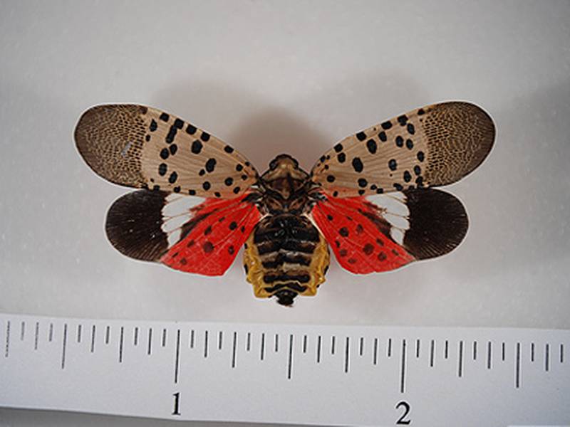 Invasive spotted lanternfly found in Illinois: Here’s what you need to know