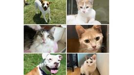 Will County Pets of the Week: Sept. 16, 2024