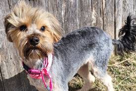 Stylish little dog ready for her new life
