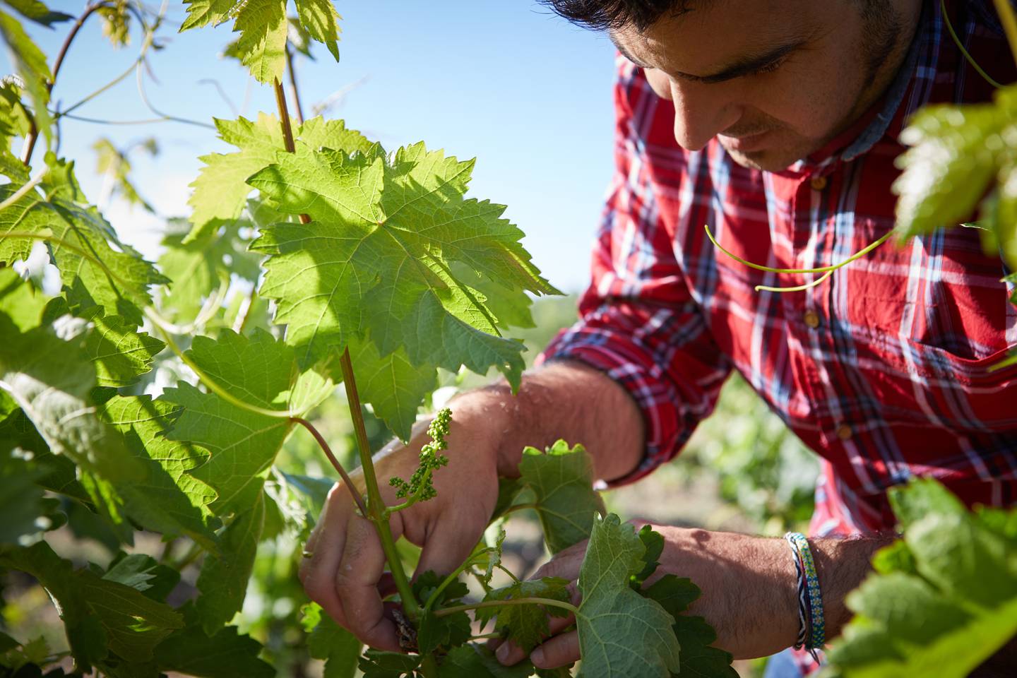 Vineyards in the Rioja region of Spain.