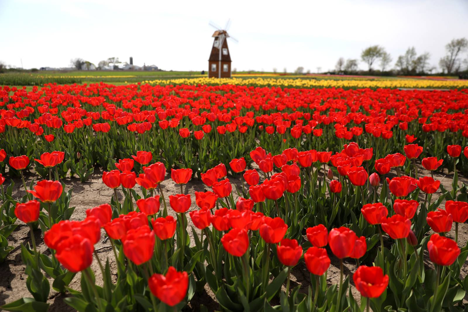 Photos Midwest Tulip Festival at Kuipers Family Farm in Maple Park