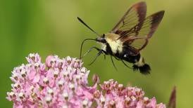 Celebrate the forgotten pollinators this week