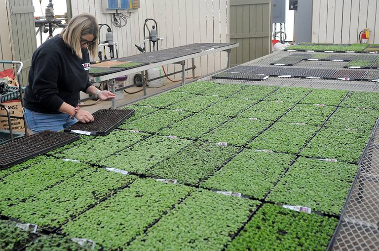 Mary Manning checks to see that a planting tray has pepper seeds in all the correct places Wednesday, March 23, 2022, at Tom's Farm Market, a family-owned business in Huntley. The market, which just opened for the season, also features a gift shop, full-service bakery, coffee bar and lunch cafe.