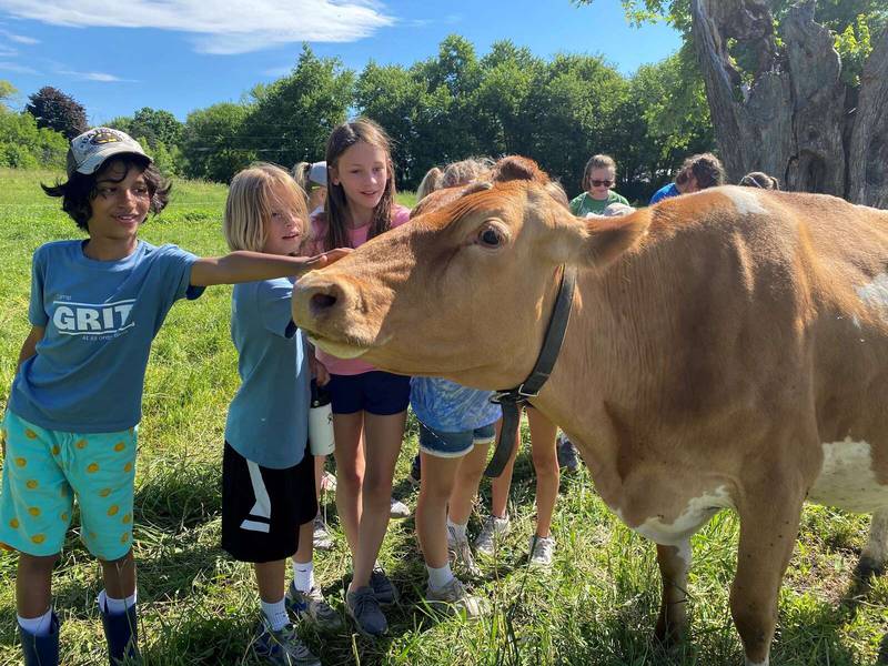 Kids pet a cow during a weeklong summer camp about regenerative farming and raising chickens, cows, and pigs, hosted by All Grass Farms located within the Brunner Family Forest Preserve in Carpentersville.