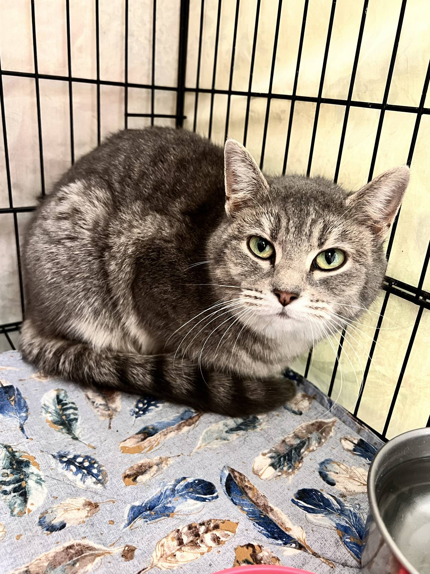 Firefly is a 4-year-old grey tabby that was found as a stray. She was very nervous in the rescue setting. But she’s coming out of her shell now that she’s in a foster home. She needs a quiet and safe forever home with a patient adopter. When she’s comfortable, she loves gentle pets. To meet Firefly, email Catadoptions@nawsus.org. Visit nawsus.org.