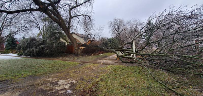 Northwest Herald reader Wieslaw Slawek photographed a tree damaged by ice Wednesday, Feb. 22, 2023, in Crystal Lake.