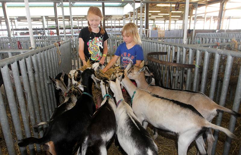 Evette Lamps, 8, of Gurnee and Audrey Jachyn, 7, of Grayslake, both with the Millburn Clovers 4-H Club, feed some goats during the Lake County Fair on Friday, July 28th at the Lake County Fairgrounds in Grayslake.
Photo by Candace H. Johnson for Shaw Local News Network