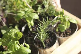 Illinois Valley Herb Guild to hold annual plant sale May 9 in Peru