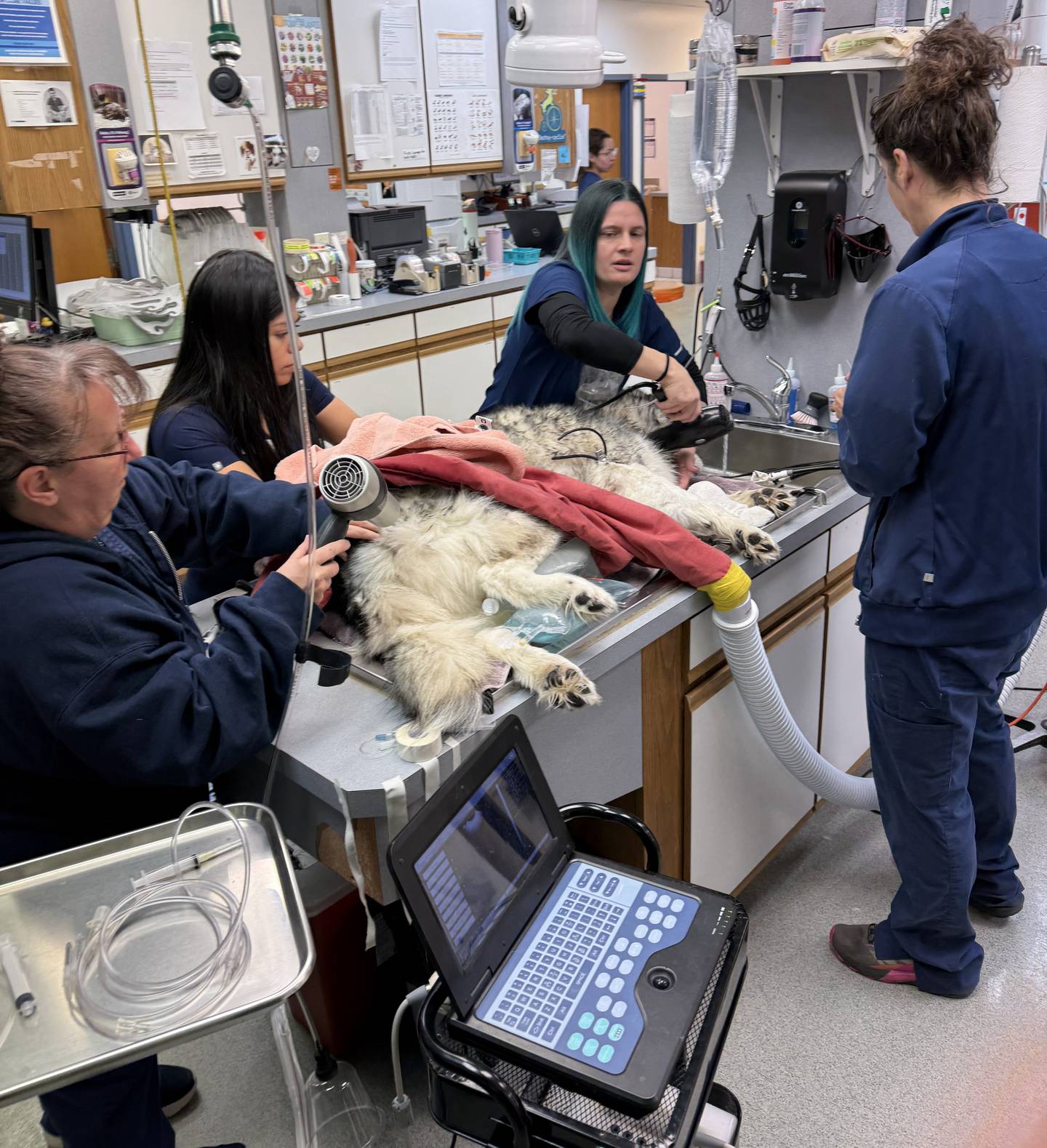 Vet technicians at Dundee Animal Hospital of Elgin provide emergency care to Flash, a dog that fell through the ice Dec. 15.