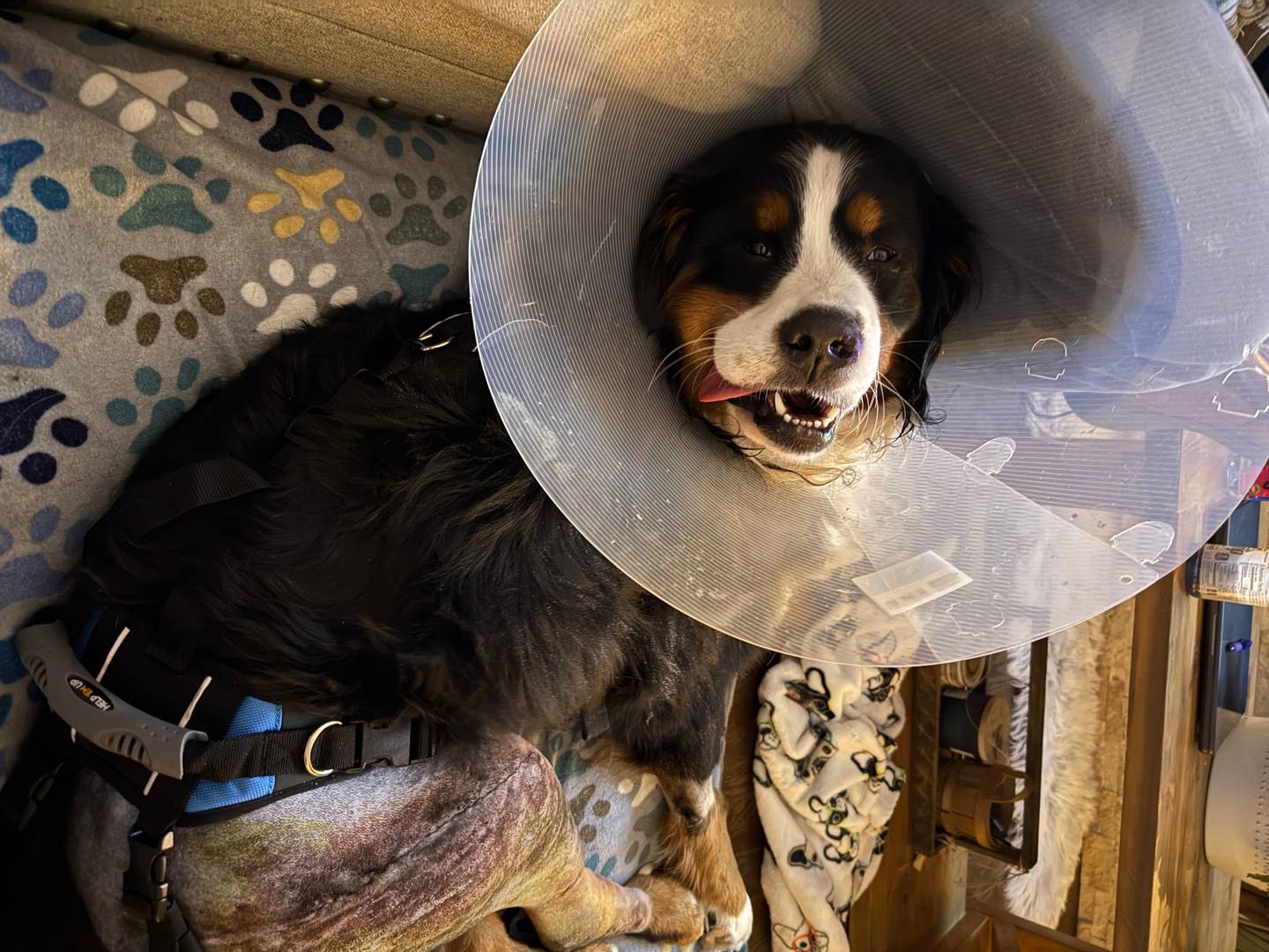 Charlie, the Bernese mountain dog that was found after seven days missing with a broken leg, recovers on Wednesday, Jan. 8, 2024, at his Crystal Lake home.