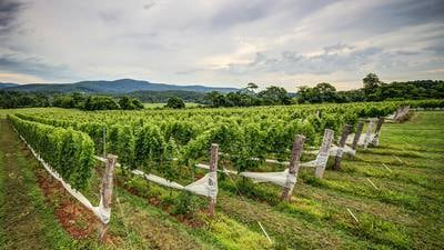 Uncorked: Discover world-class wines in unlikely places