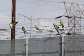 Winging it: How colony of wild parakeets continues to thrive in Lombard