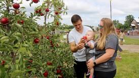 Photos: Kuipers Family Farm in Maple Park apple orchard and sunflower fields open for the season