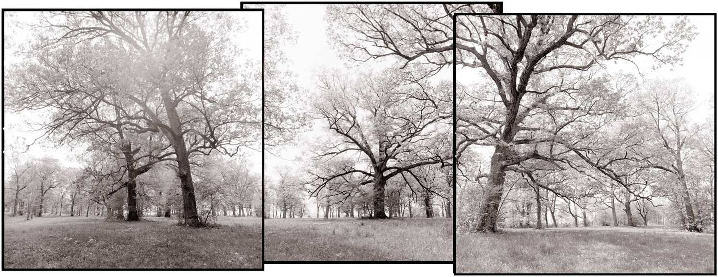 An exhibit titled ‘Lost and Found: Remnants of Savannas and Old-Growth Forests’  - featuring the photographs of Miles Lowry - will run from Oct. 15 to Dec. 29 at the Forest Preserve District of Will County’s Four Rivers Environmental Education Center in Channahon.