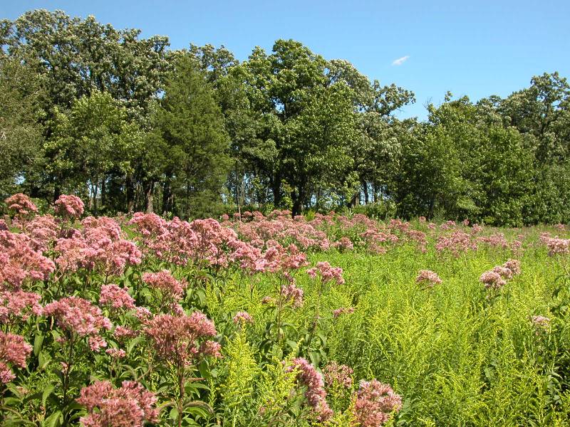 The McHenry County Conservation District acquired an additional 49 acres in the Dutch Creek headwaters region in McHenry Township--portions of which are shown here--courtesy of a $235,000 grant, the conservation district announced in a press release on Dec. 16, 2022.