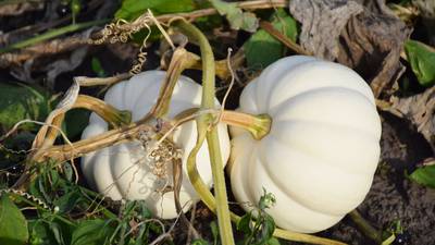 Down the Garden Path: Growing pumpkins for fall fun