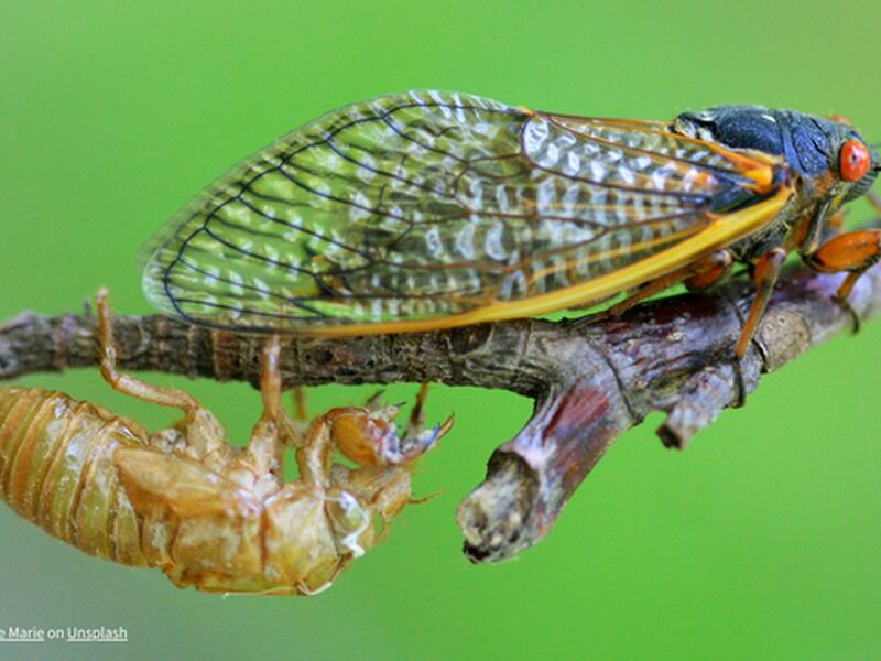 Great PrairieFest cicada contest to celebrate coming cicada brood