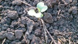 Down the Garden Path: On the lookout for pests? Up your game with growing degree days