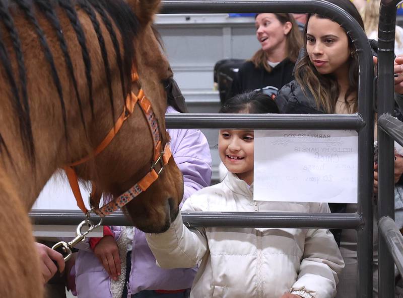 Visitors pet Chief Wednesday, Feb. 25, 2026, during the DeKalb High School Future Farmers of America Barnyard Zoo. The event was open to the public and offered the chance to learn about farming and see farm animals up close.