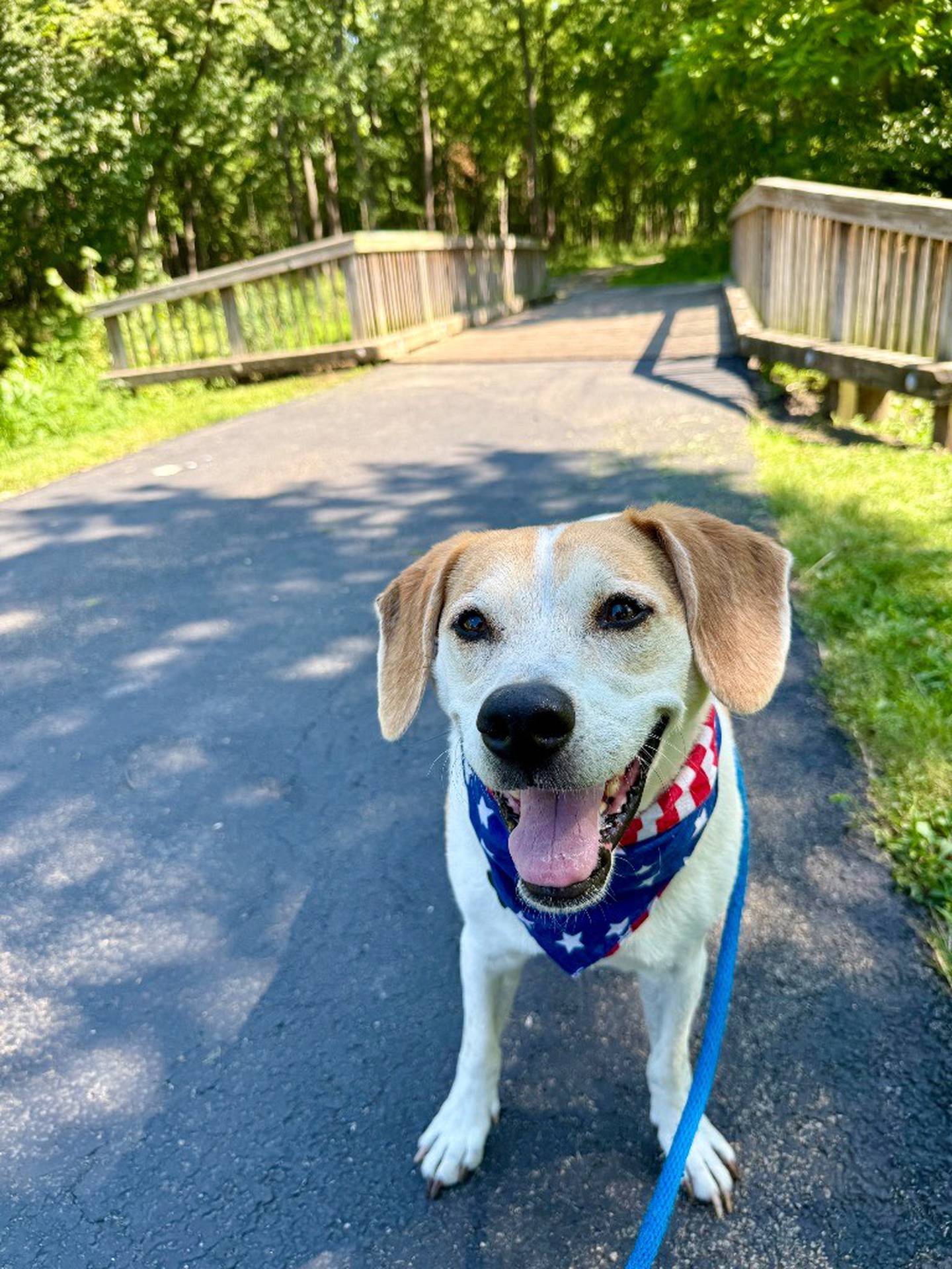 Chewy is a nervous 2-year-old, 16-pound Chihuahua mix. He loves to go outside with his people to run around, sniff, and play with squeaky plush toys. His cute personality then shines! Chewy has met a few similar-sized dogs and done OK. We are hoping Chewy will blossom with time and patience in a home and with a patient adopter. To meet Chewy, email the Will County Humane Society at willcountyhumane.com and follow the instructions for the adoption process.