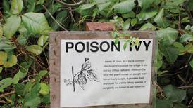 How to identify poison ivy
