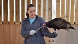 Oaken Acres Wildlife Center in Sycamore marks 35th anniversary