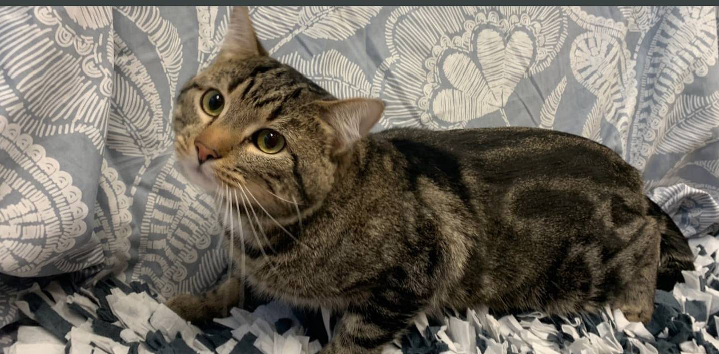 Two-year-old Archer is bashful, quiet and likes to sit near people - on their laps or at their feet. Although he is quiet most of the time, Archer also like to walk around, chatting away. To meet Archer, call Joliet Township Animal Control at 815-725-0333.
