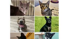 Will County Pets of the Week: April 27, 2026