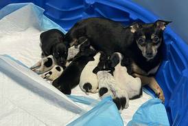 Dozens of dogs rescued from Wauconda home; owner charged with animal cruelty
