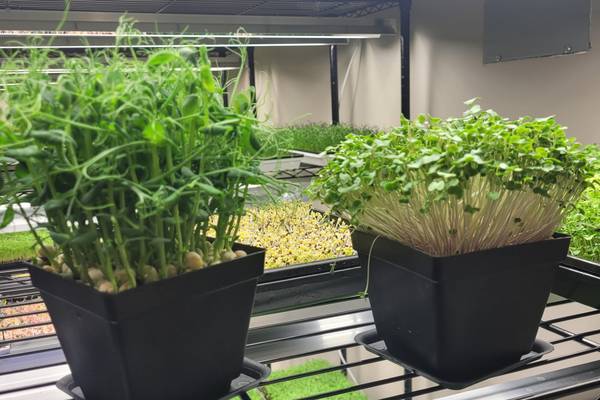 Microgreens classes set for November at Prophetstown library
