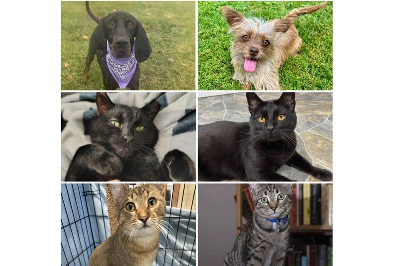 The Herald-News presents this week’s Pets of the Week. Read the description of each pet to learn about it, including where it can be adopted in Will County.