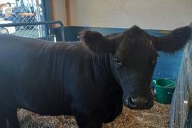 Rock Falls resident joins American Angus Association