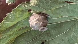 Good Natured in St. Charles: Wintry leaves home to potter wasp’s artful vessel
