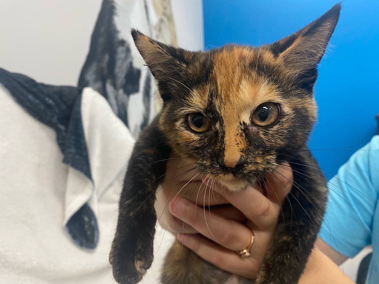 Snart is a 4-month-old domestic shorthair. She is likes to hide, but is affectionate after she gets to know you. For more information on Snart, contact Forepaws at megan@forepawspets.com. Visit https://www.forepawspets.com/