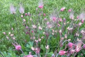 Down the Garden Path: Discover three native groundcovers for dry spaces