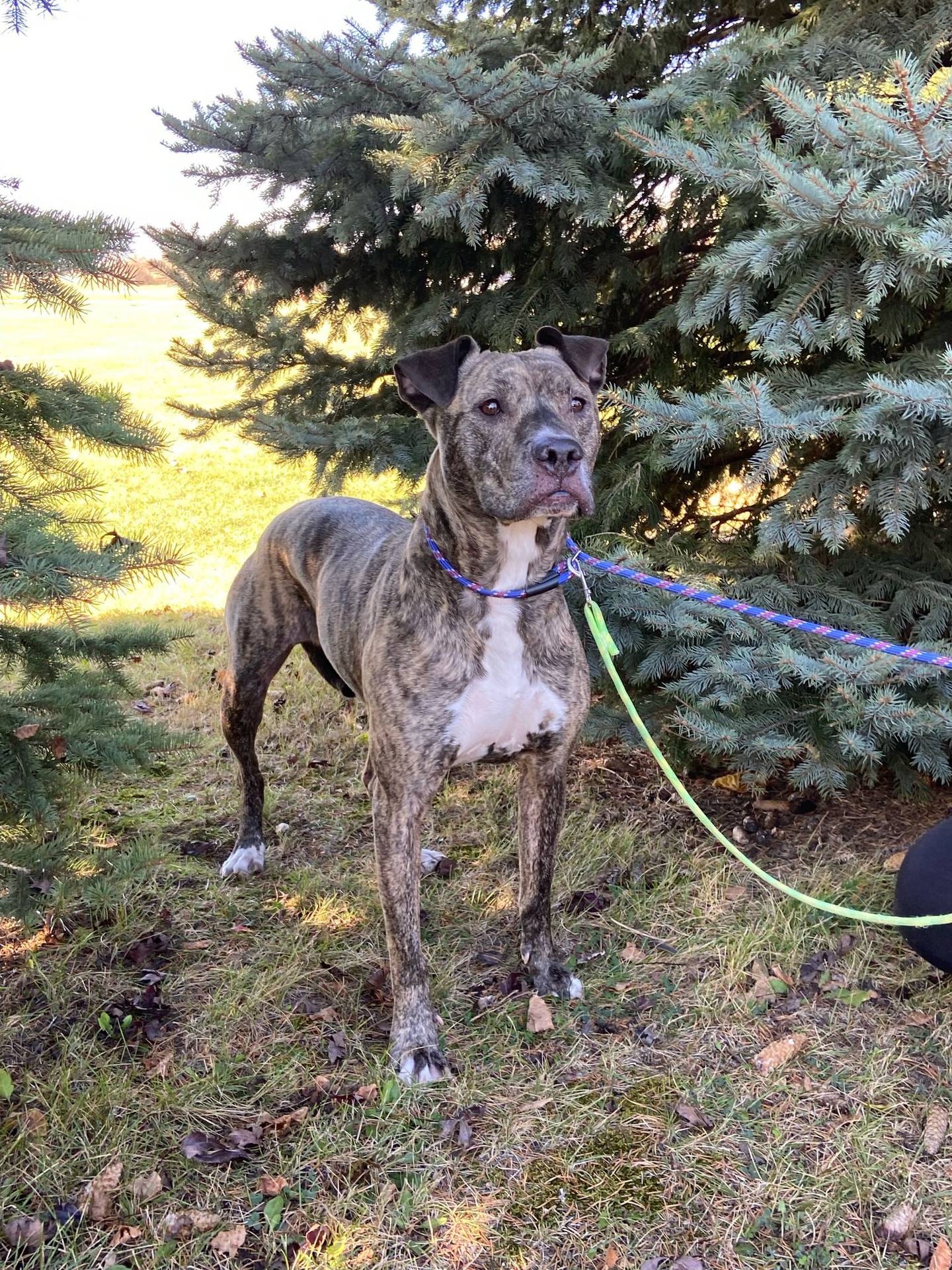 Ace is a 5-year old male brindle terrier mix that was relinquished when his owner became homeless. He is a little timid in his new surroundings and needs a patient adopter that can see his potential. He loves being petted, but he’s sensitive and needs a quiet home and devoted adopter. To meet Ace, email Dogadoption@nawsus.org. Visit nawsus.org.