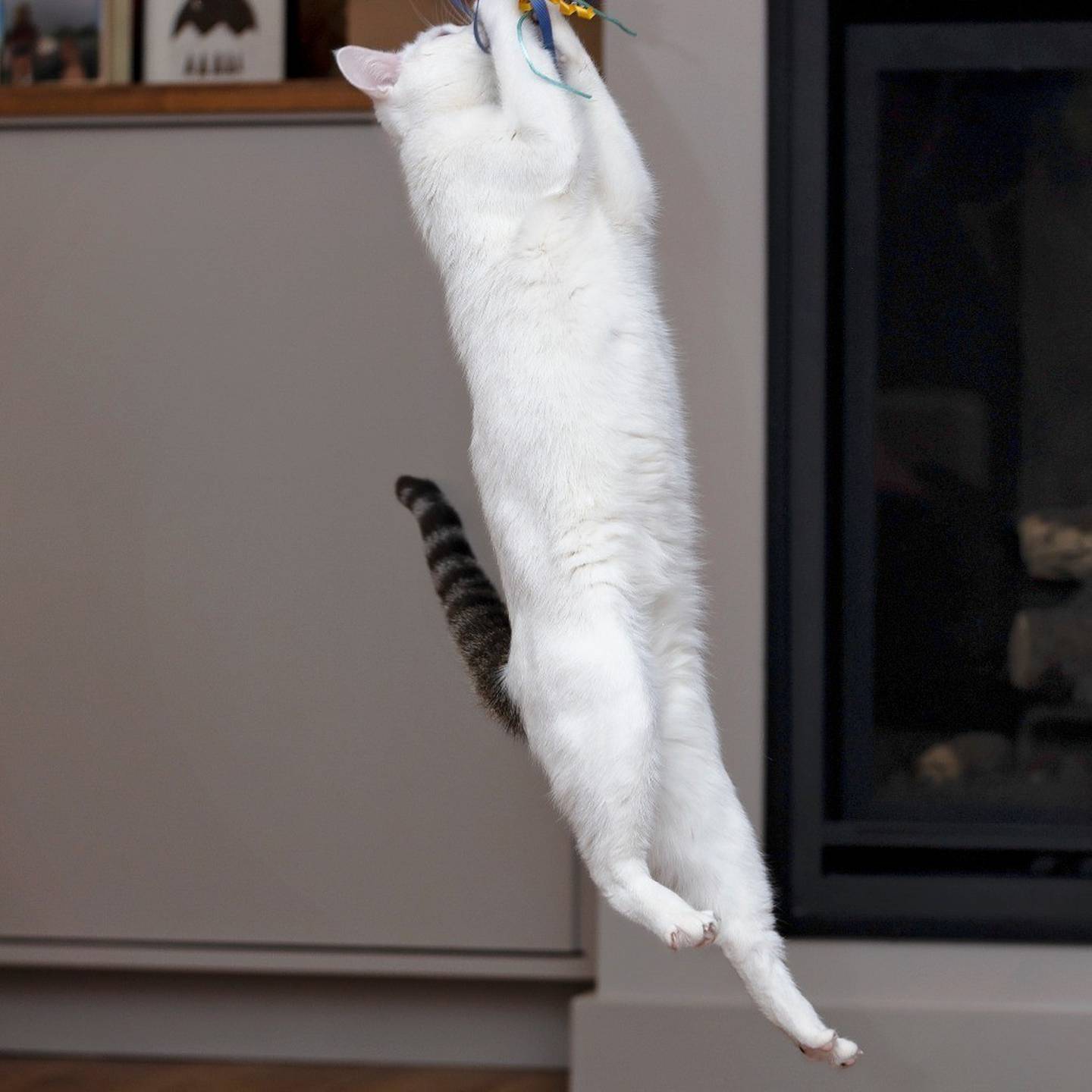 Blossom is sweet, curious and thriving in foster care with other cats and a dog. Blossom is a playful huntress who loves chasing toys, watching birds, and finding out what the humans are doing. When the play is done, she’s a snuggler. To meet Blossom, visit thekittysquad.com/adoptables.